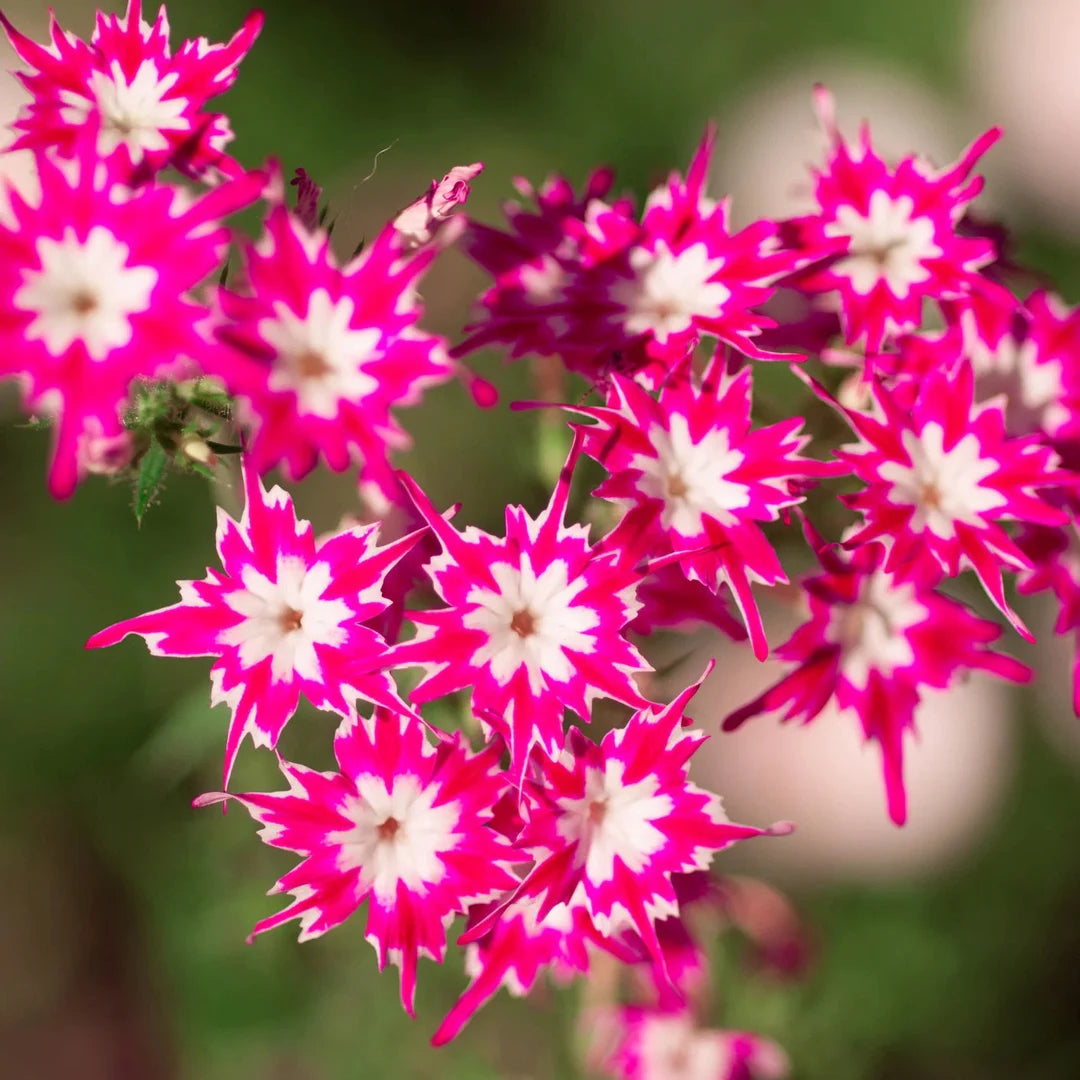Drummondii flower seeds