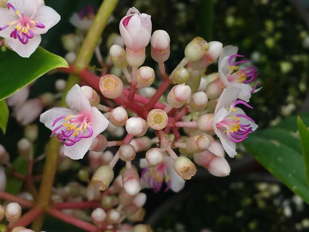Malaysian Orchid flower seeds