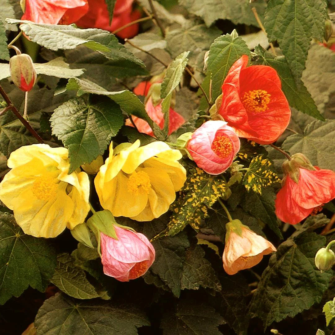 Abutilon flower seeds