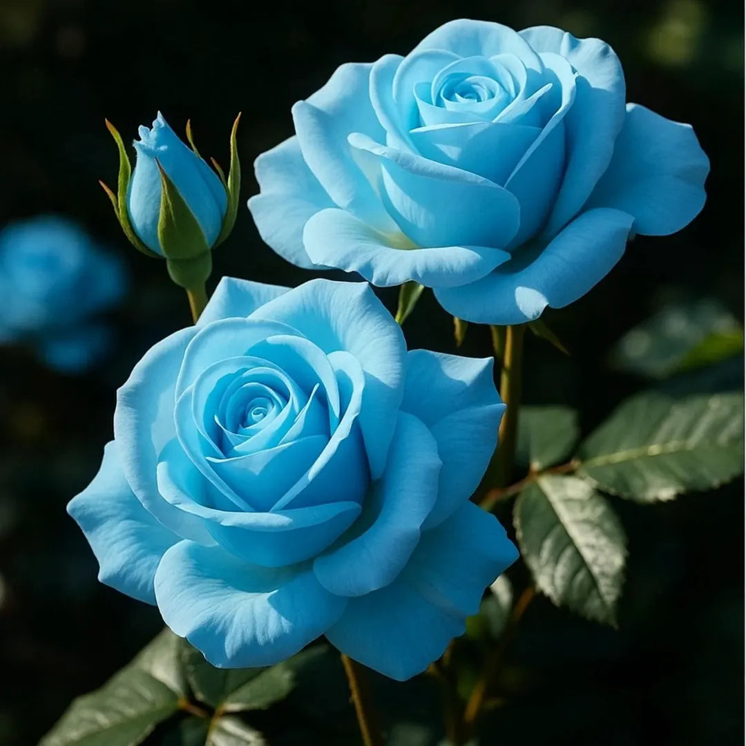 Sky Blue flower seeds