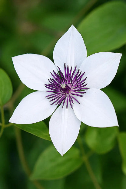 White and Purple Clematis Flower Seeds for Planting – Heirloom Non-GMO Garden Seeds