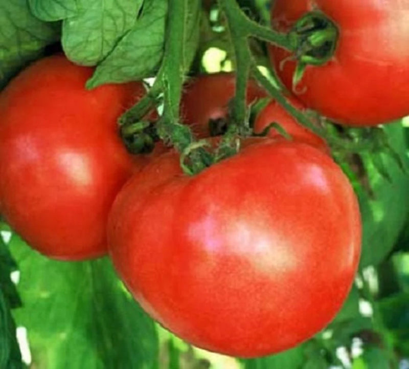 Red Tomato Seeds for Planting – Heirloom Garden Seeds
