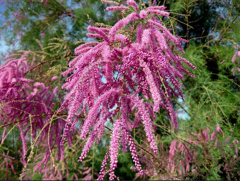 Pink Tamarix Ramosissima Flower Seeds for Planting – Heirloom Non-GMO Garden Seeds