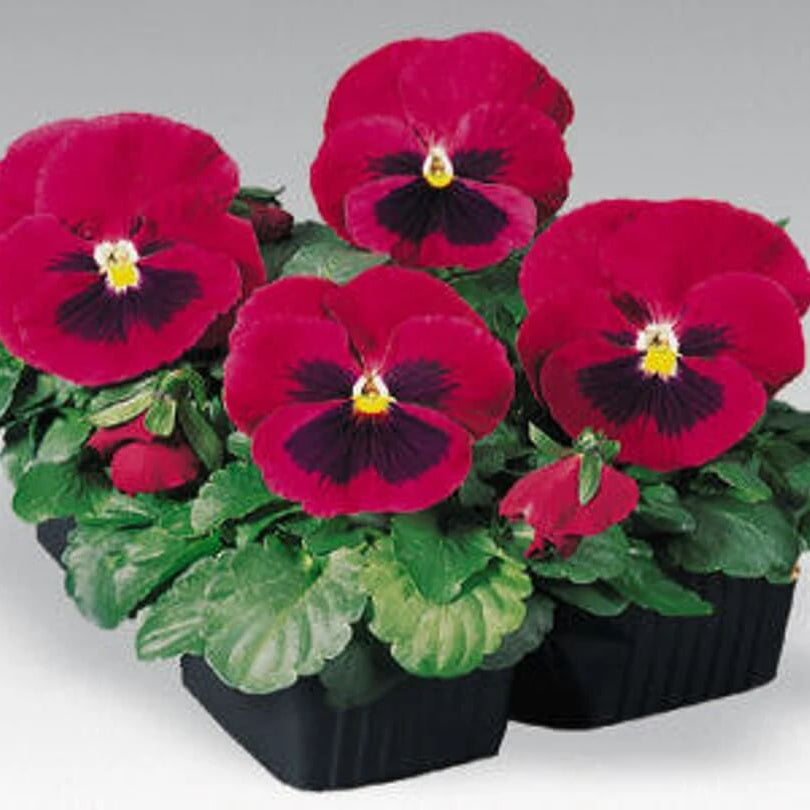 Red Wing Pansy plant