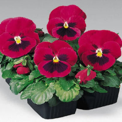 Red Wing Pansy plant