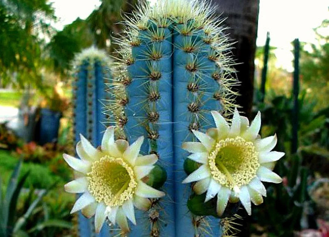 Pilosocereus flower seeds