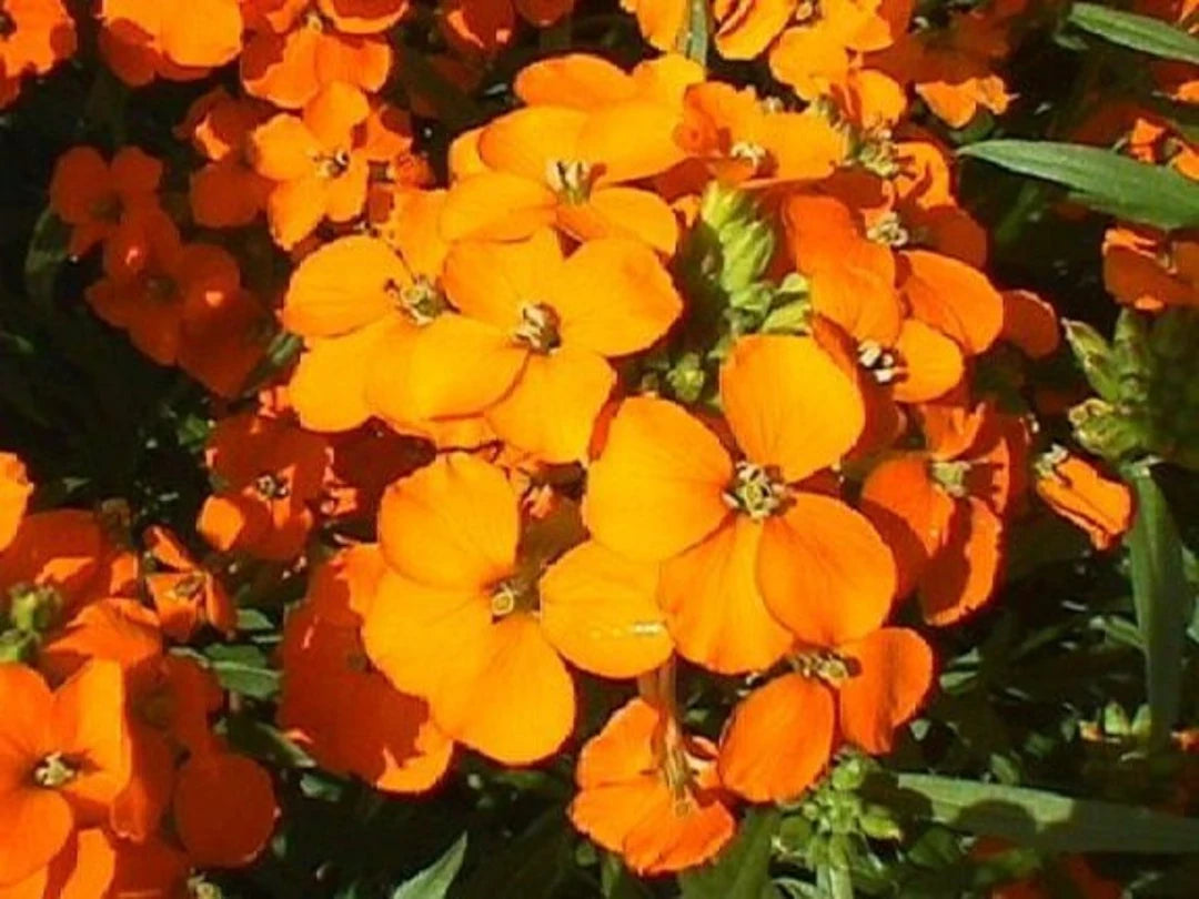 Orange Siberian flower seeds