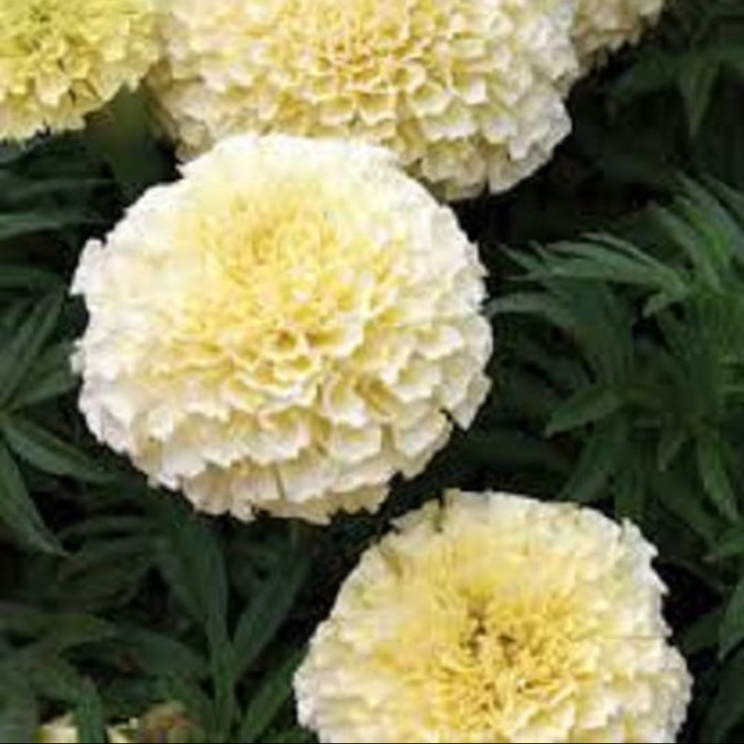 American Eskimo Marigold plant