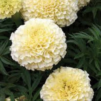 American Eskimo Marigold plant