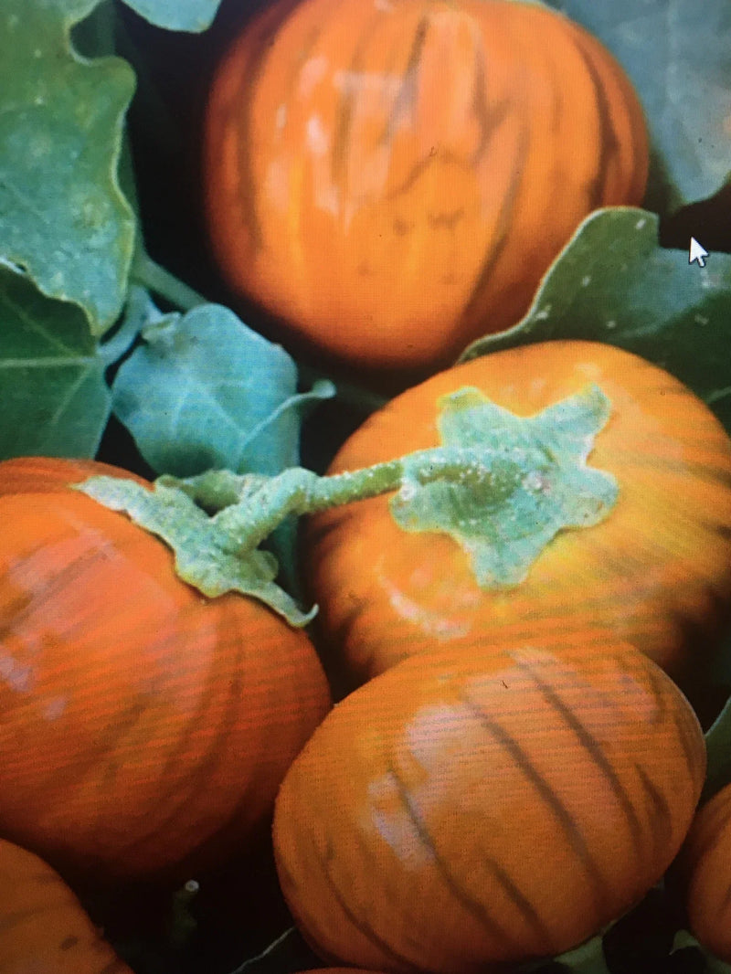 Orange Eggplant Vegetable Seeds for Planting – Heirloom Non-GMO Garden Seeds