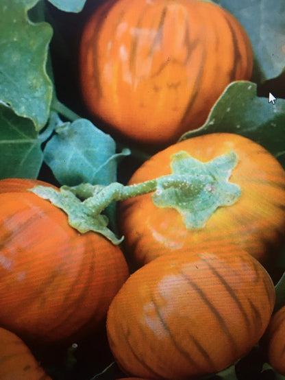Orange Eggplant Vegetable Seeds for Planting – Heirloom Non-GMO Garden Seeds