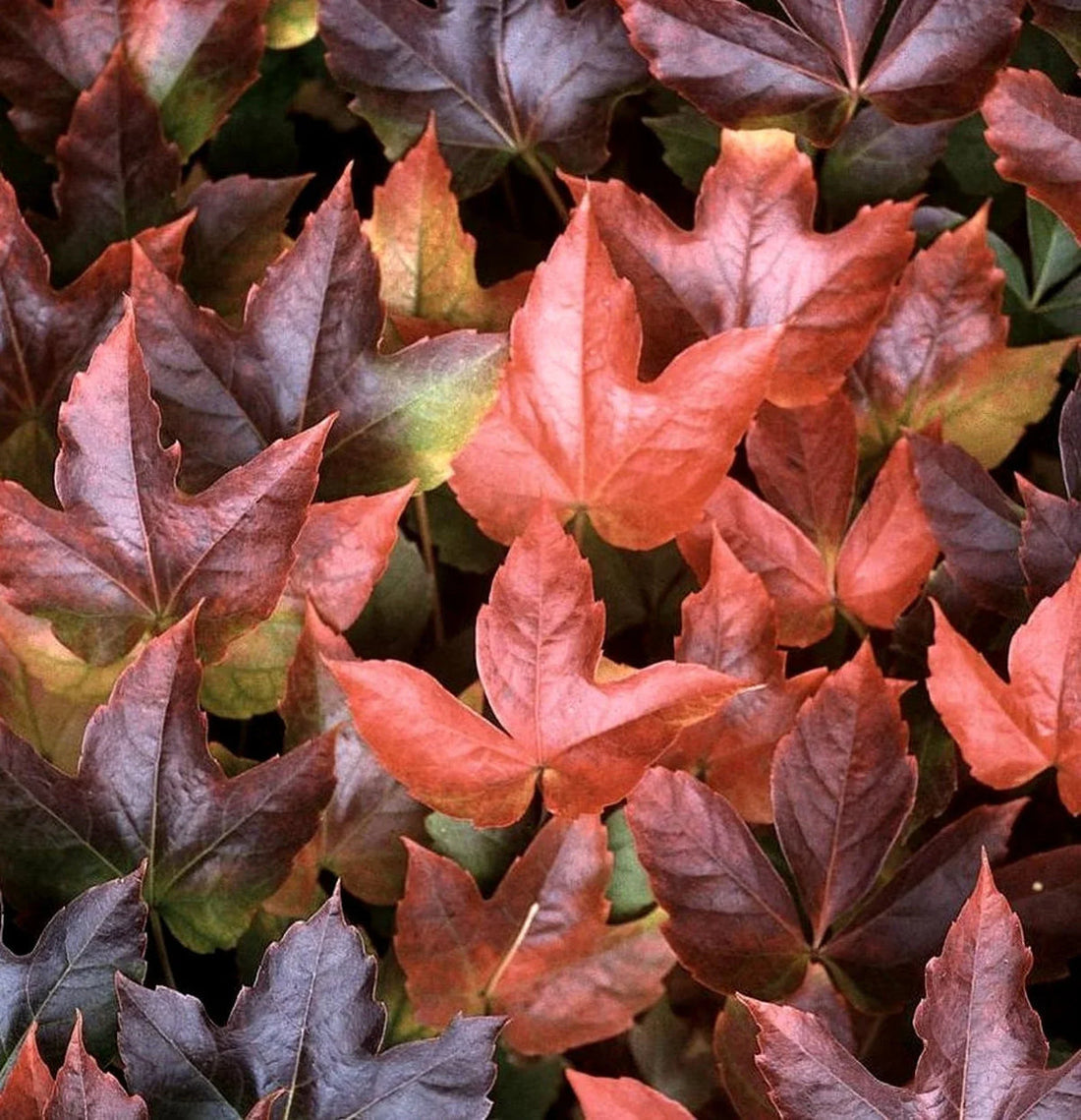 Boston Ivy flower seeds