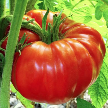 Giant Tomato Seeds for Planting – Heirloom Non-GMO Garden Seeds