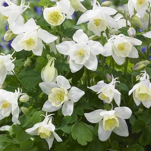 White Columbine flower seeds
