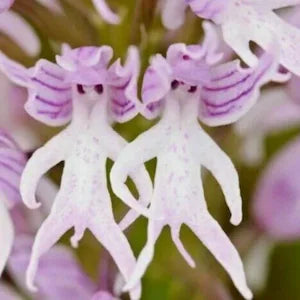 Purple Orchis flower seeds