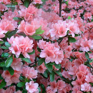 Baby Pink flower seeds
