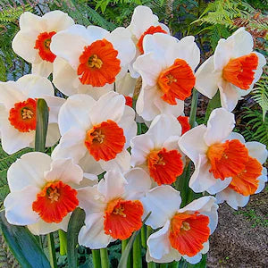 Light Yellow flower seeds
