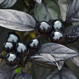 Hawk Ornamental Pepper plant
