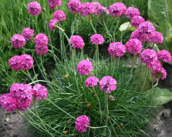 Baby Pink flower seeds
