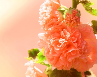 Orange Double flower seeds