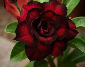 Black Adenium plant