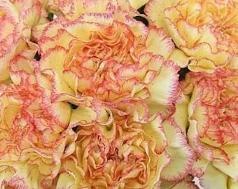 Dark Yellow flower seeds