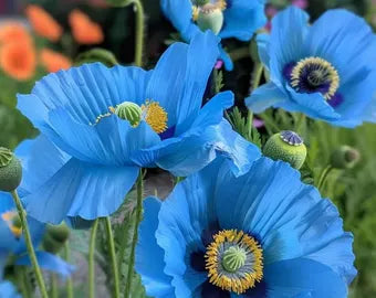 Meconopsis Betonicifolia flower seeds