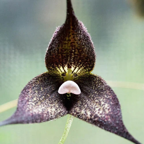 Black Monkey flower seeds