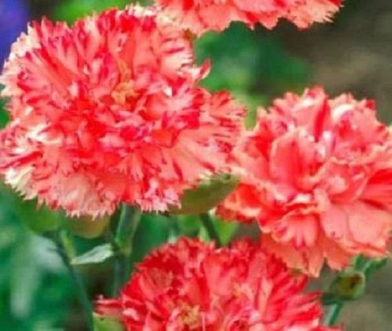 Orange Red flower seeds