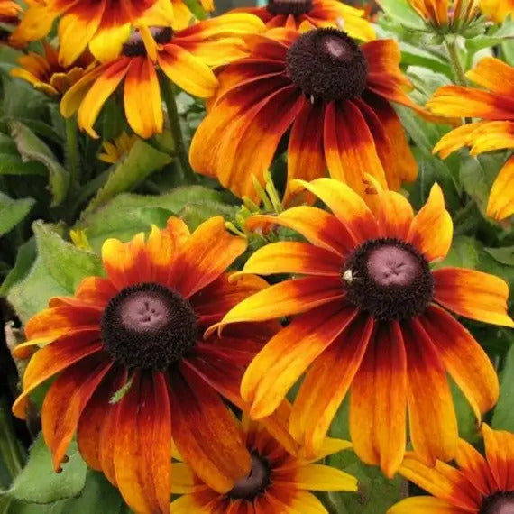 Premium Hirta Rudbeckia plant