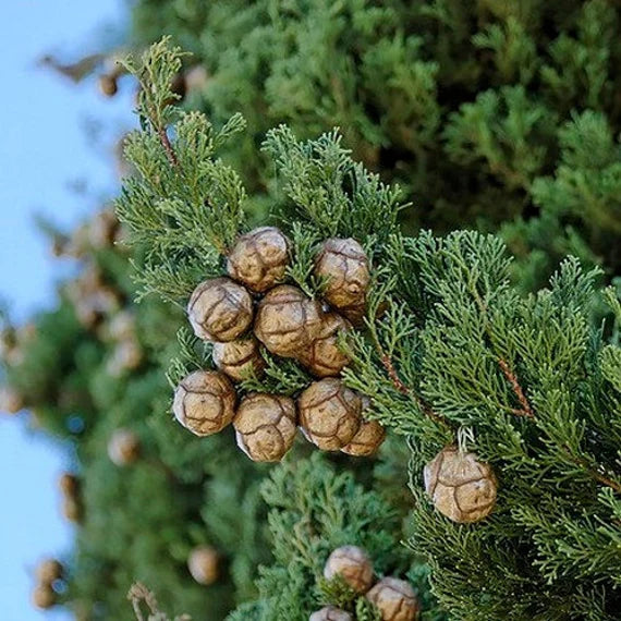 Italian Cypress flower seeds