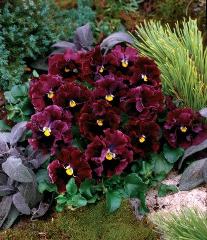 Burgundy Pansy Flower Seeds for Planting – Heirloom Non-GMO Garden Seeds