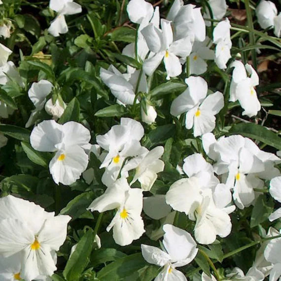 Pansy flower seeds