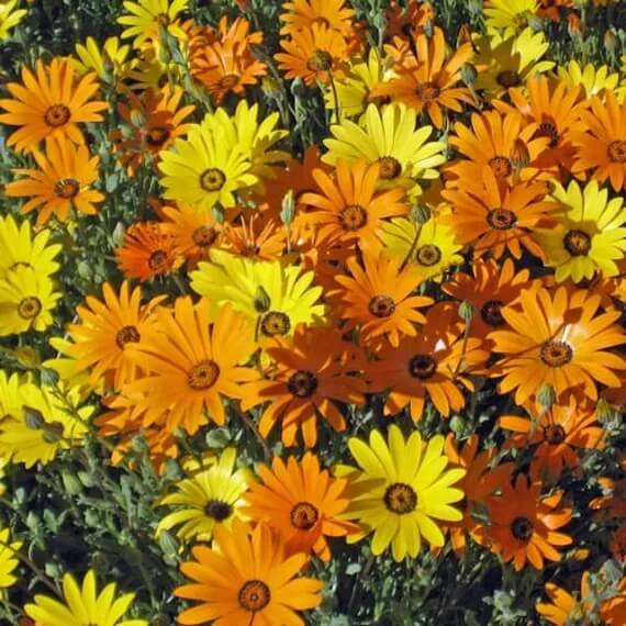 aurantiaca African Daisy plant