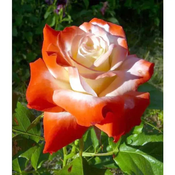 Orange White flower seeds