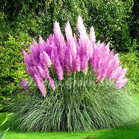 Pink Pampas Grass plant