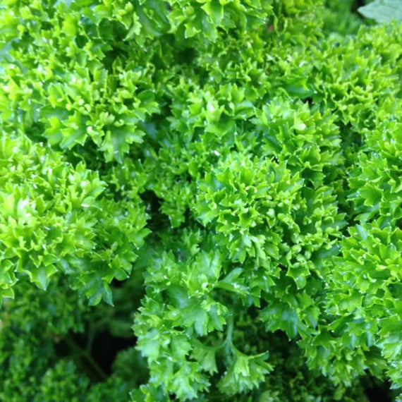 Parsley flower seeds
