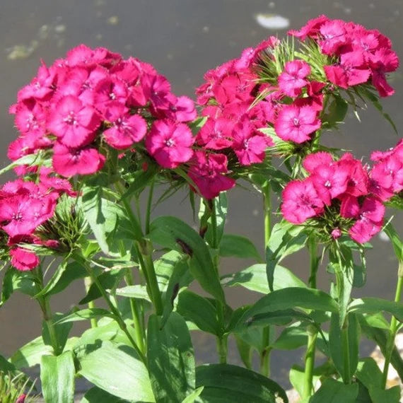 Pink Dianthus flower seeds