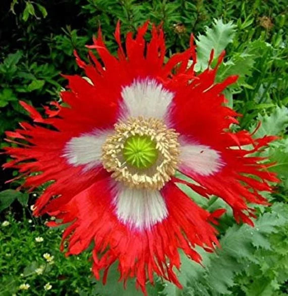 Red and Yellow Danish Flag Flower Seeds for Planting – Heirloom Non-GMO Garden Seeds
