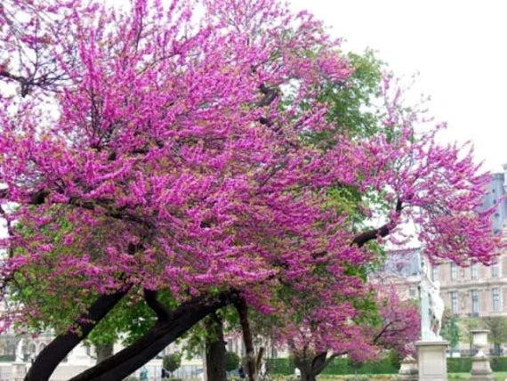 Cercis Siliquastrum flower seeds
