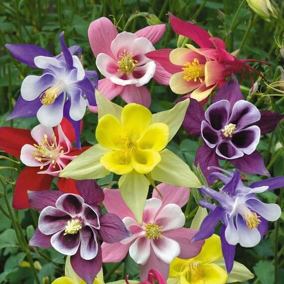 Mckana Giant Columbine plant
