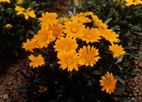 Yellow Mini flower seeds