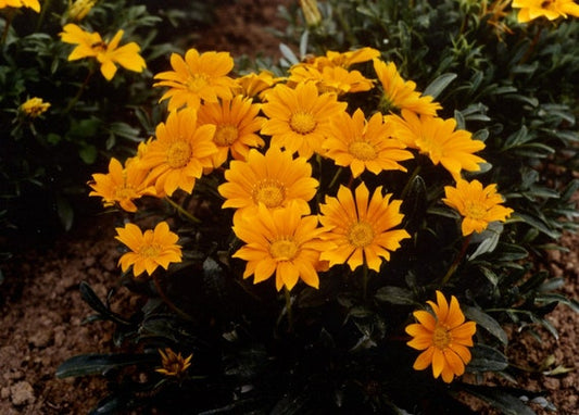 Yellow Mini flower seeds