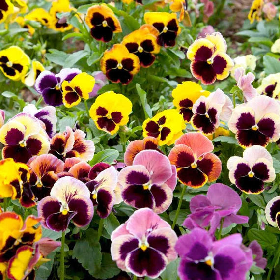 Pansy Perennial flower seeds