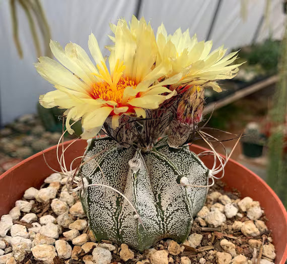 Astrophytum flower seeds