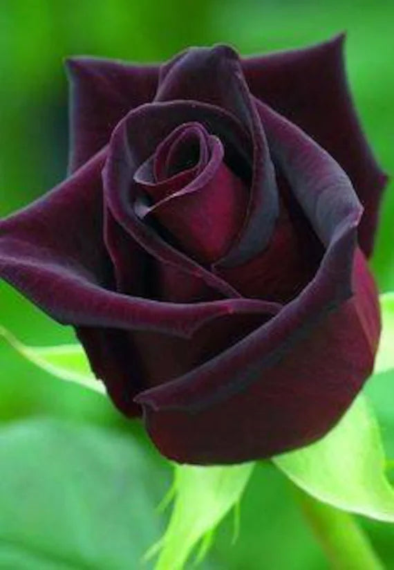Deep Red flower seeds