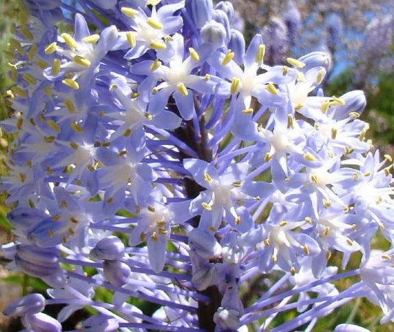 Merwilla flower seeds