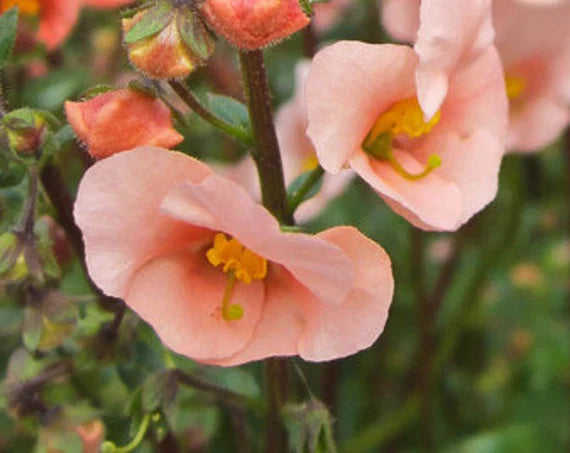 Pink Alonsoa flower seeds