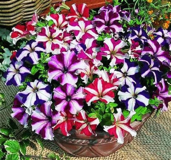 Tango flower seeds
