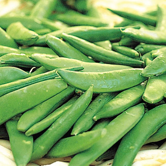 Sugar Ann Snap Pea Seeds